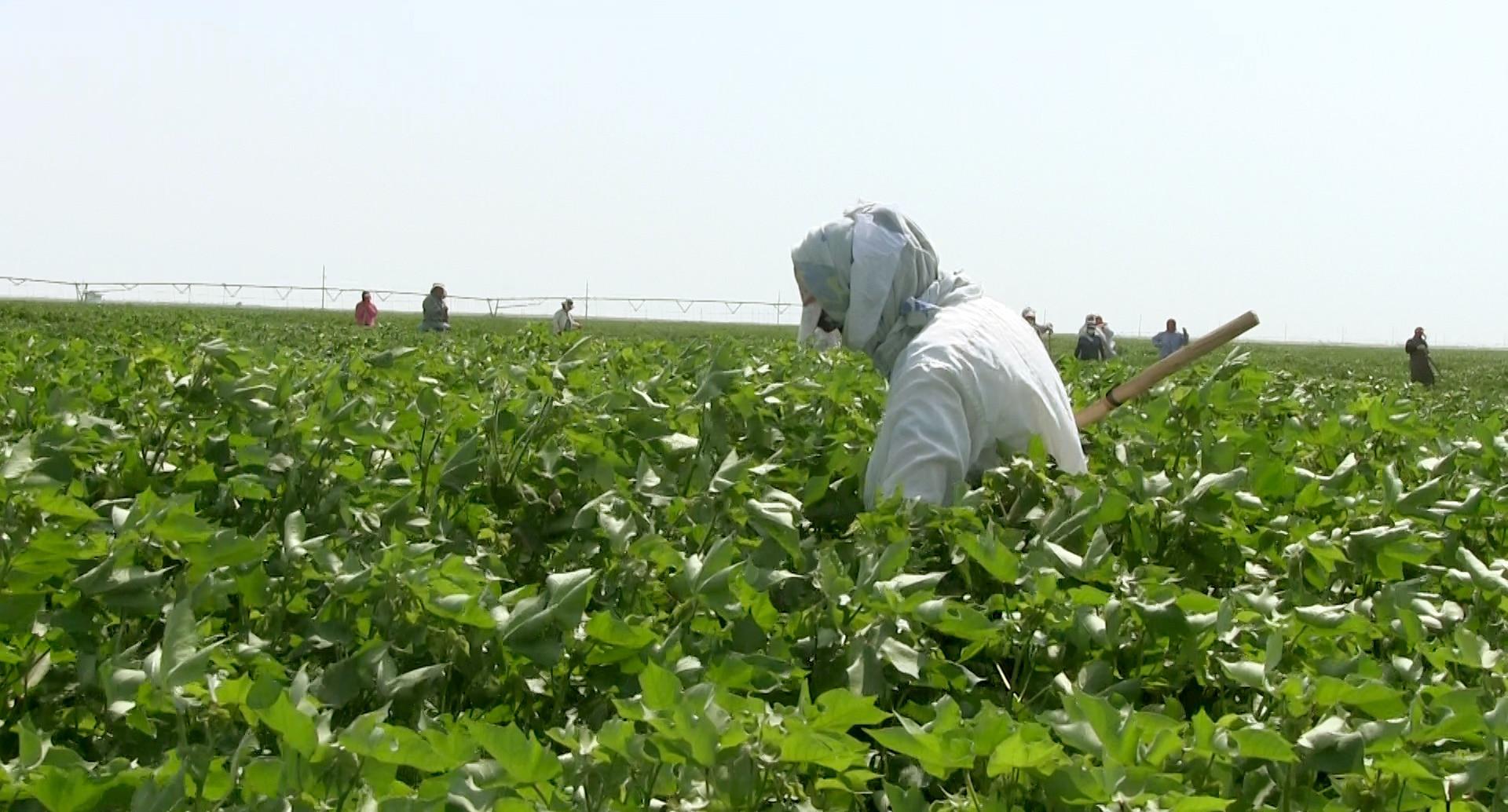 Хлопкороб, Азербайджан. Фото: Meydan-TV