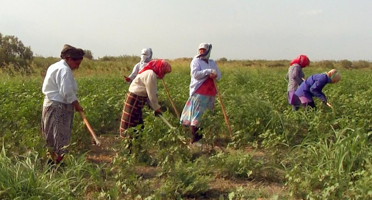 Хлопкоробы за работой, Азербайджан. Фото: Meydan-TV