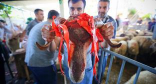 Жертвенные животные для праздника Курбан-байрам. Фото Азиза Каримова для "Кавказского узла"