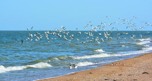 Остров Малый Жемчужный в Каспийском море. Фото: официальный сайт Минприроды России http://astrakhanzapoved.ru/