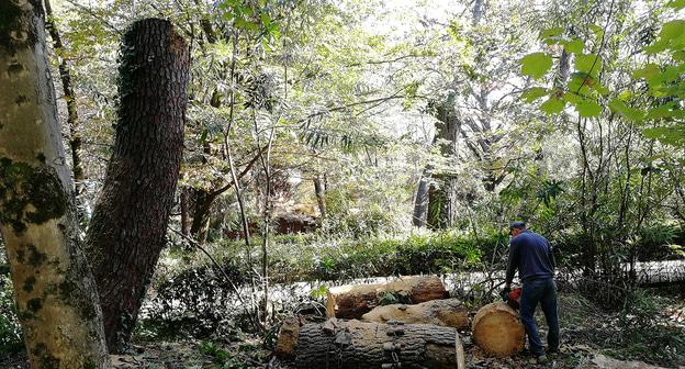 Работы в парке "Ривьера" в Сочи. Фото Светланы Кравченко для "Кавказского узла"