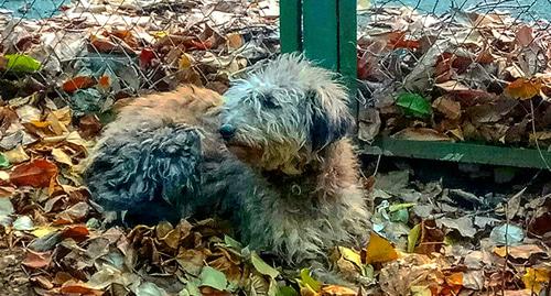 Бездомная собака в Ростовской области. Фото Константина Волгина для "Кавказского узла"
