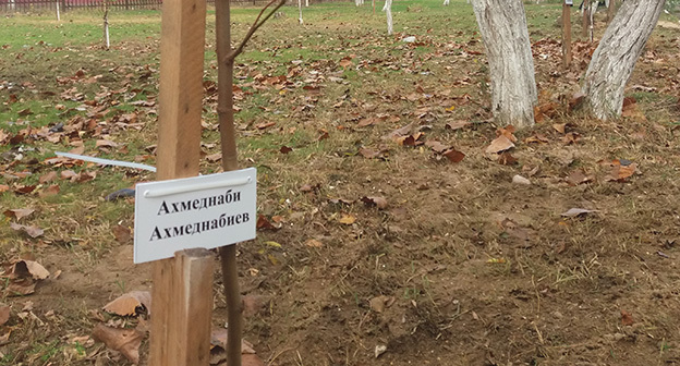Памятная табличка на клене, который посадили в память об Ахмеднаби Ахмеднабиеве. Фото Мурада Мурадова для "Кавказского узла"