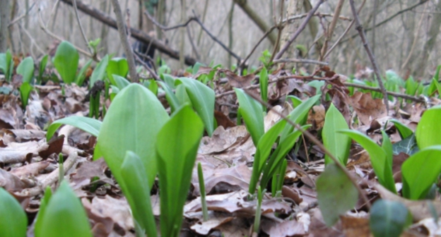 Молодые листья черемши в лесу. Фото: Автор: my spouse, https://commons.wikimedia.org/w/index.php?curid=1709095