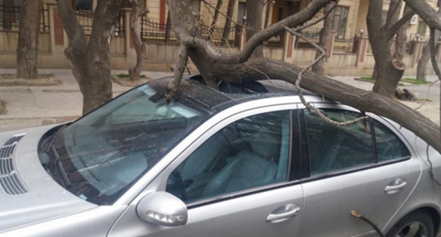 Автомобиль, поврежденный упавшим деревом в Баку. Фото: Sputnik / Irade CELIL