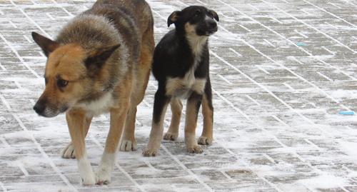 Бездомные собаки. Фото Вячеслава Ященко для "Кавказского узла"