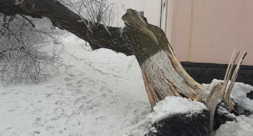 Дерево, вырванное с корнем из земли. Гуково,  февраля 2019 г. Фото Вячеслава Ященко для "Кавказского узла"