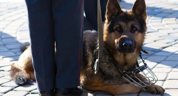 Кинолог с собакой. Фото: Юрий Гречко / Югополис