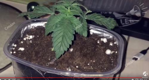 Лаборатория по выращиванию марихуаны, найденная в доме участника атаки на силовиков. Фото: кадр видео Астрахань 24/https://www.youtube.com/watch?v=cvtMxJl6Ldo