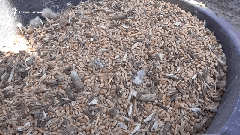 Некачественное зерно. Скриншот видео "Без земли и денег, но с верой в Путина" о протестующих пайщиках в Казиновке, март 2019 года, https://www.youtube.com/watch?v=_MpHzOODDfs