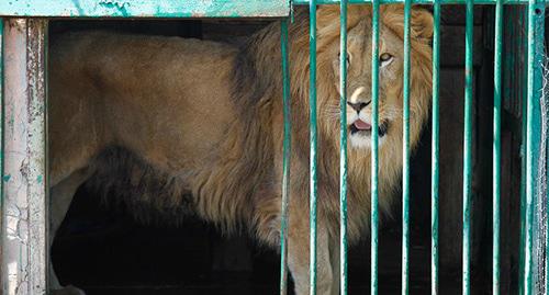 Лев в зоопарке. Фото: Влад Александров, ЮГА.ру