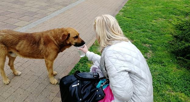 Зоозащитница с бездомной собакой в Сочи. Фото Светланы Кравченко для "Кавказского узла"