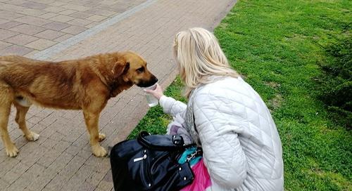 Зоозащитница с бездомной собакой в Сочи. Фото Светланы Кравченко для "Кавказского узла"