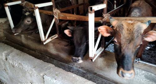 Коровы на ферме Кардановой. Фото Дианы Кардановой для "Кавказского узла"