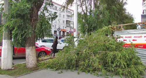 Поваленное ветром дерево в Волгогограде. 31 октября 2017 года. Фото Вячеслава Ященко для "Кавказского узла"