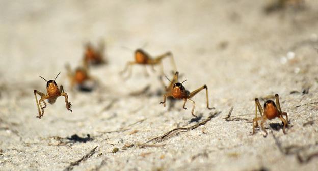 Саранча. Фото: REUTERS/Clarel Faniry 