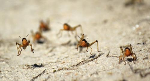 Саранча. Фото: REUTERS/Clarel Faniry 