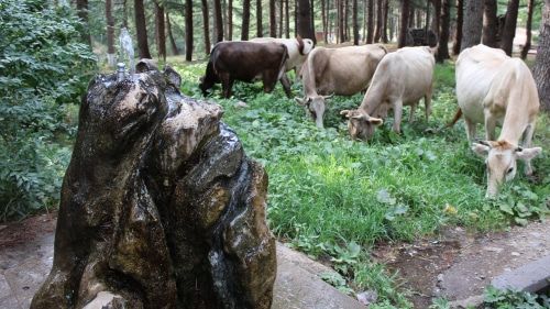 Коровы в центральном парке Иджевана. Фото Тиграна Петросяна для "Кавказского узла".