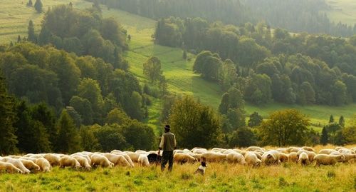 Пастух с отарой овец. Фото: pixabay.com/
