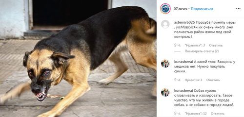 Злая собака. Фото: скриншот со страницы 07.news в Instagram https://www.instagram.com/p/B0P84F3iyL6/