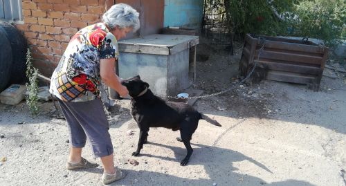Пенсионерка-волонтер в приюте для животных в Волгограде. Фото Татьяны Филимоновой для "Кавказского узла".