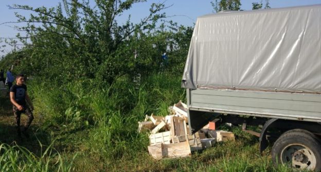 Уборка урожая в Морзохском саду. Фото Людмилы Маратова для "Кавказского узла"