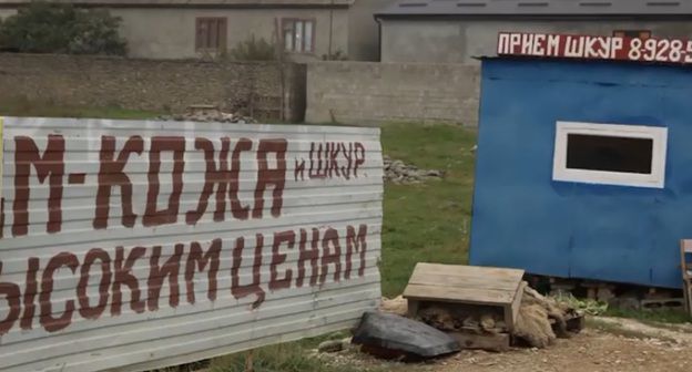 Прием шкур в Хасавюрте. Фото: скриншот со страницы zdunov_artem в Instagram https://www.instagram.com/p/B34M6EEI-uK/