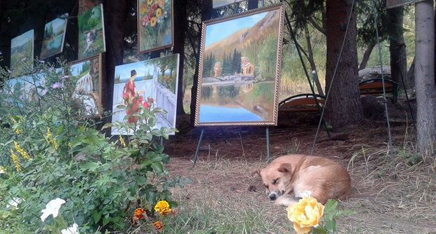 Бродячая собака. Фото Армине Мартиросян для "Кавказского узла"