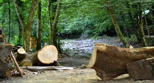 Прокуратура оценила в 304 миллиона ущерб по делу о рубке деревьев в нацпарке Сочи