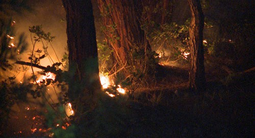 Лесной пожар в Абхазии.  Фото : МЧС Абхазии
