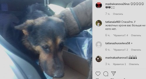 Спасенная собака. Скриншот со страницы Instagram https://www.instagram.com/p/B69G4c6KeKJ/