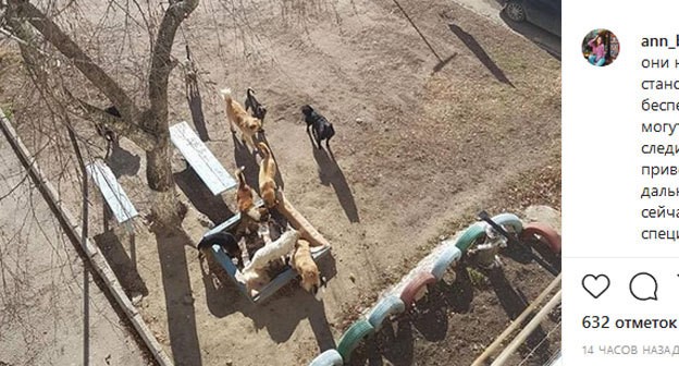 Стая собак на детской площадке в Нальчике. Скриншот публикации в Instagram-сообществе kbr.nalchik https://www.instagram.com/p/B7wRlLzlJzD/