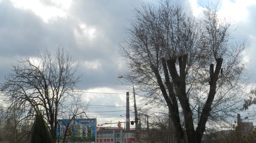 Дерево на площади Металлургов. Фото Татьяны Филимоновой для "Кавказского узла"
