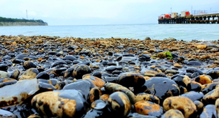 Жители Кубани пожаловались на загрязнение пляжей нефтепродуктами