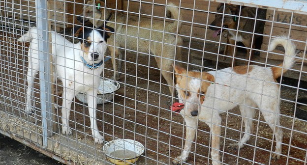 Собаки в вольере. Фото Татьяны Филимоновой для "Кавказского узла".