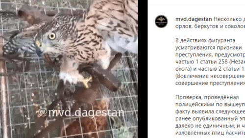 Сообщение об охоте дагестанского депутата птиц, https://www.instagram.com/p/CBNZ3CNJLlD/