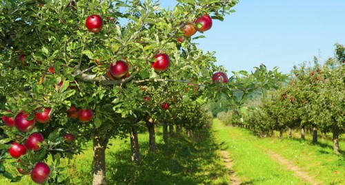 Яблоневый сад. Фото: https://pixabay.com