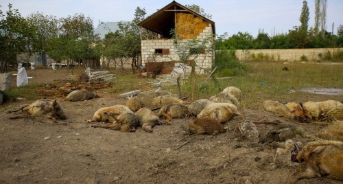Погибшие при взрыве овцы в Азербайджане. Фото Азиза Каримова для "Кавказского узла"