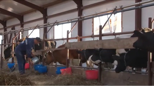 На ферме. Скриншот с видео https://www.youtube.com/watch?v=TuraEERTO9E