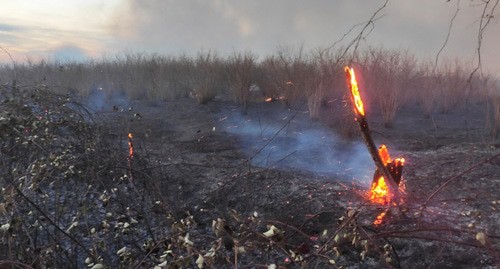 Ландшафтный пожар. Фото: пресс-служба МЧС Абхазии https://mchsra.info/
