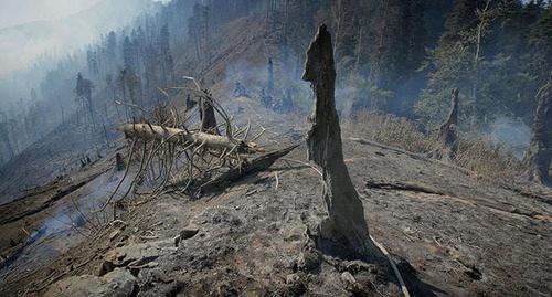Последствия лесного пожара. Фото https://ru.armeniasputnik.am