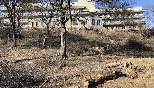 Срубленное дерево возле санатория "Электрон". Фото: пресс-служба мэрии Нальчика