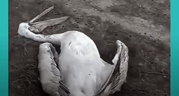 Погибший пеликан. Кадр видео 
Каспийский природоохранный центр https://www.youtube.com/watch?v=DNzthKn9gKw