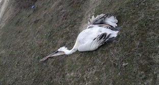 Названа версия гибели пеликанов в Дагестане