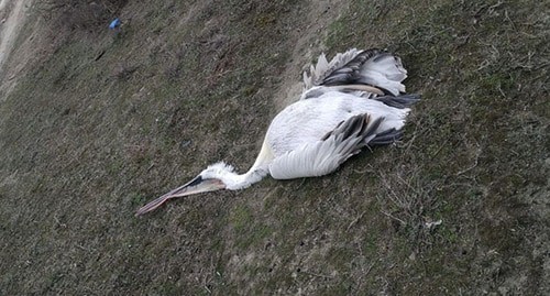 Гибель пеликанов в Дагестане. Фото: Каспийский природоохранный центр http://ccc05.ru/