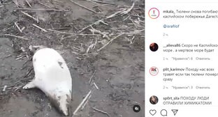 Массовая гибель тюленей в Дагестане обеспокоила пользователей соцсети