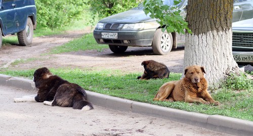 Бродячие собаки в Красном Сулине. Фото: Вячеслав Прудников для "Кавказского узла"