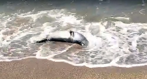Погибший тюлень в Каспийском море  в Дербенте. Кадр видео https://vk.com/wall-181593762_1542957