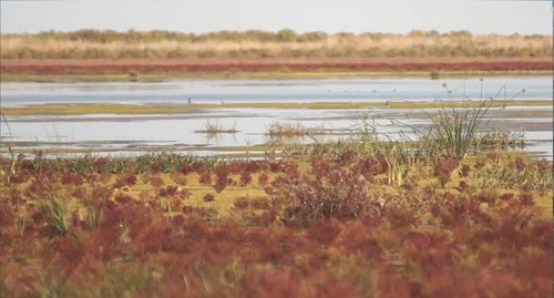 Пересыхающее озеро Сарпа в Калмыкии. Кадр видео 
Агро ТВ https://www.youtube.com/watch?v=3dQR2ziwamw&t=182s 