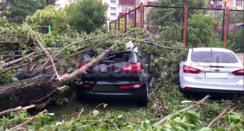 Упавшее во время урагана в Сочи дерево, 4 июля 2021 года. Стопкадр из видео в Telegram-канале «Типичный Сочи 18+» 